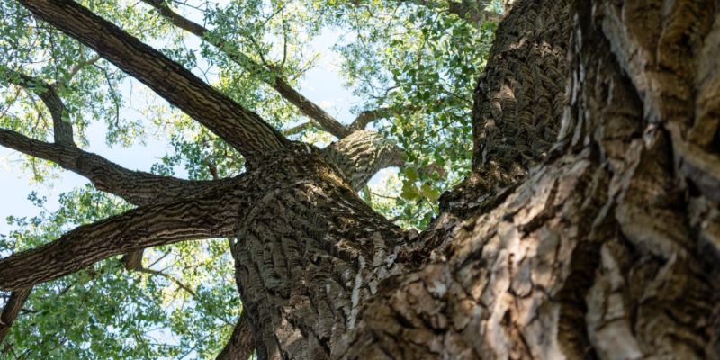 Warszawska Topola Obrońców walczy o tytuł Drzewa Roku 2026