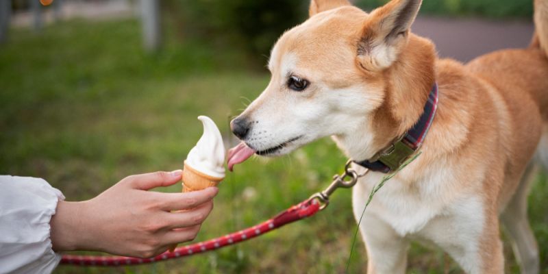 Lody dla czworonoga? W Trójmieście mamy do czynienia z nowym trendem