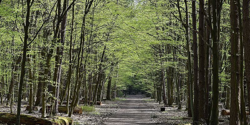 Warszawskie lasy wzbogacą się o 25 tysięcy drzew