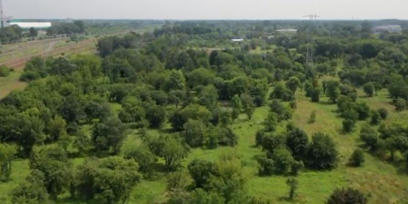 Warszawa walczy z zamieraniem lasów