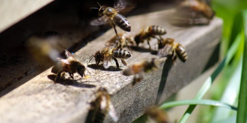 Ursynów buduje ekskluzywne hotele... dla pszczół
