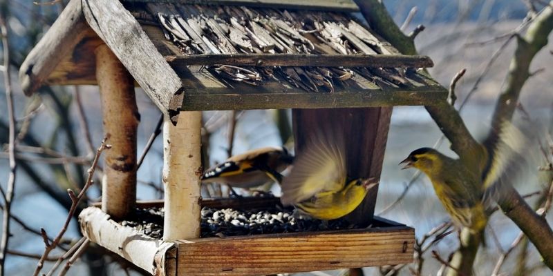 Pomóż ptakom w przetrwaniu zimy