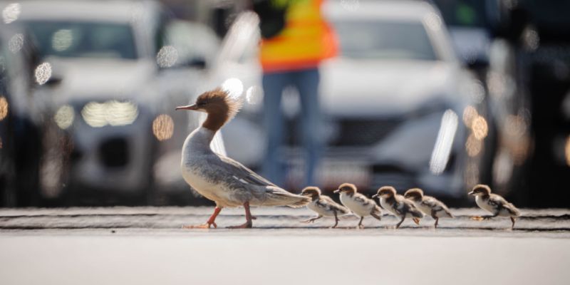 Pierwsza w tym sezonie rodzina nurogęsi bezpiecznie pokonała ulicę Czerniakowską i dotarła do Wisły