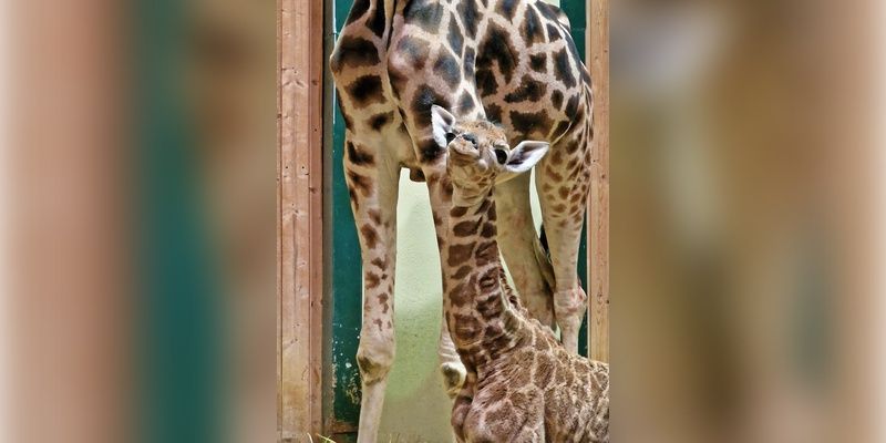 W gdańskim zoo przyszło na świat żyrafiątko
