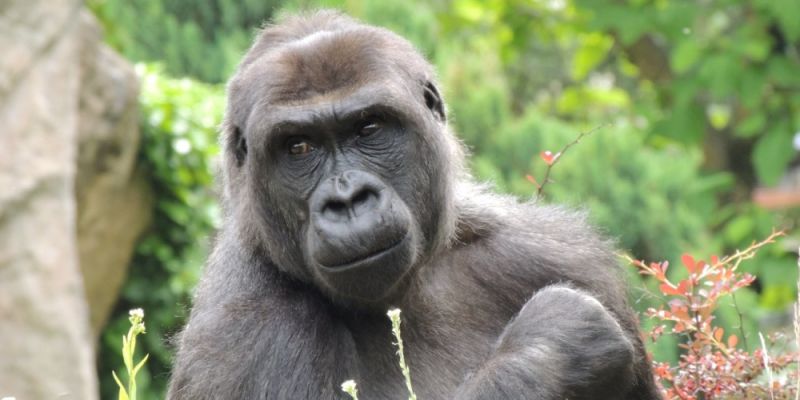 Warszawskie ZOO zaprasza na święto zwierząt. Startuje Tydzień Misji ZOO