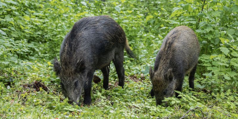 Warszawa walczy z plagą dzików. Sejmik Mazowsza daje zielone światło na redukcję populacji
