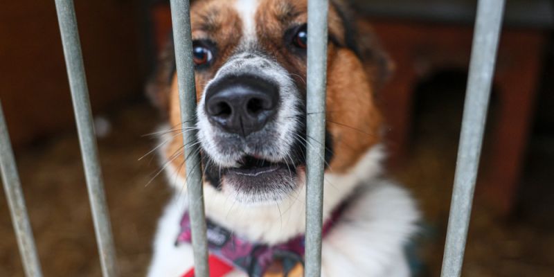 Warszawski plan ochrony zwierząt na 2026 rok: Większe nakłady na kastrację, czipowanie i nowoczesną opiekę