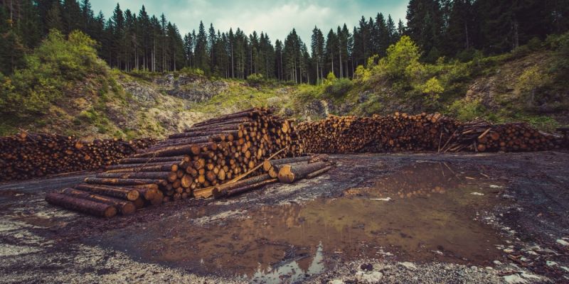 Jednostka wojskowa zamierza wyciąć 264 drzewa w Lesie Kabackim