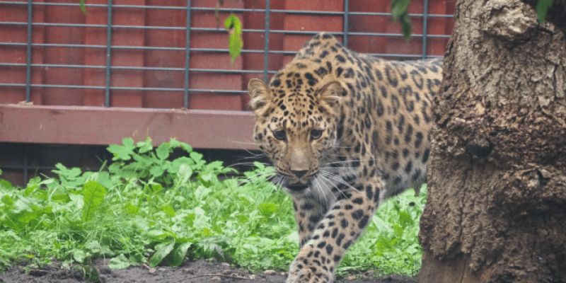 Do warszawskiego ZOO przyjechała Auckley - samica lamparta amurskiego
