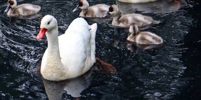 Liczne narodziny w gdańskim zoo