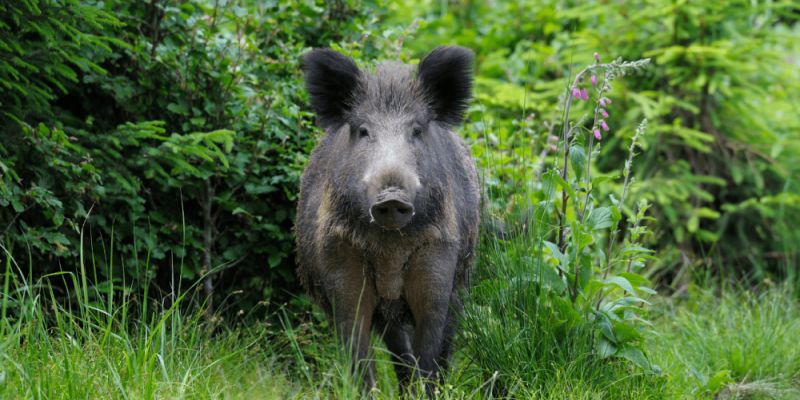 Dzikie zwierzęta w lesie - jak się zachować, gdy na nie wpadniesz?
