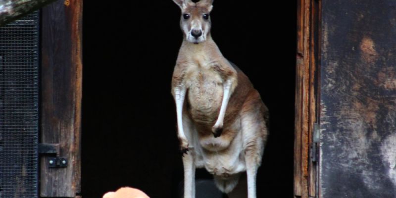 Wielki sukces hodowlany w warszawskim ZOO: stado kangurów rudych powiększyło się o pięć maluchów