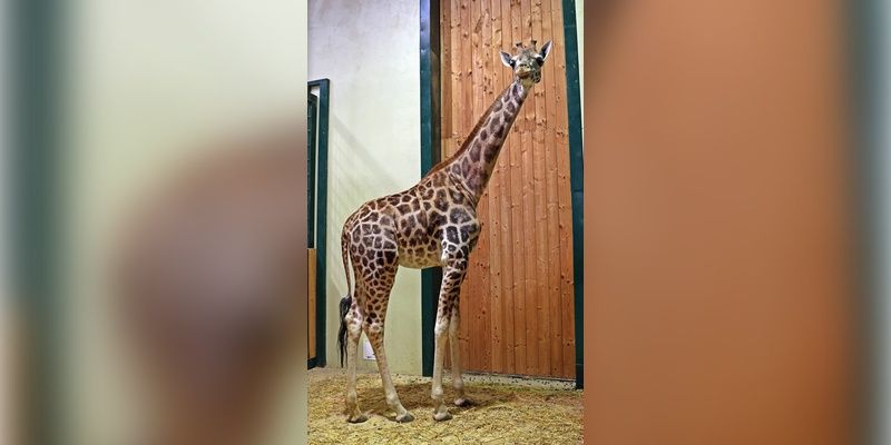 Żyrafa Ewa przeprowadziła się do gdańskiego zoo
