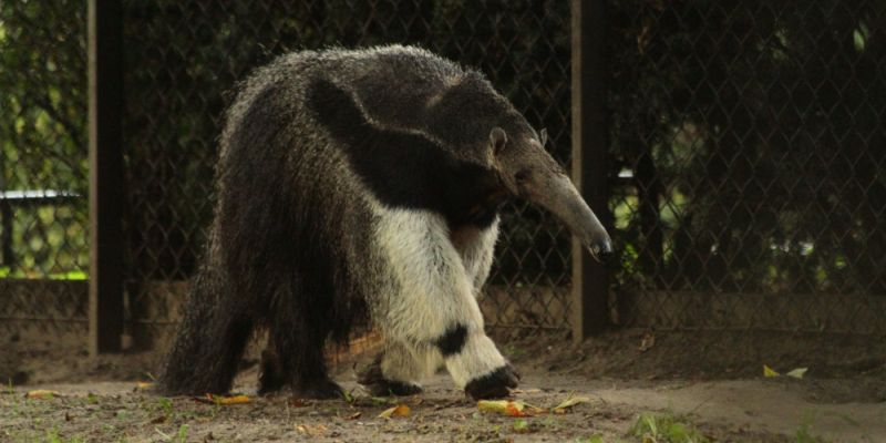 Wyjątkowy jubileusz w ogrodzie zoologicznym: Najstarszy mrówkojad świata kończy 30 lat