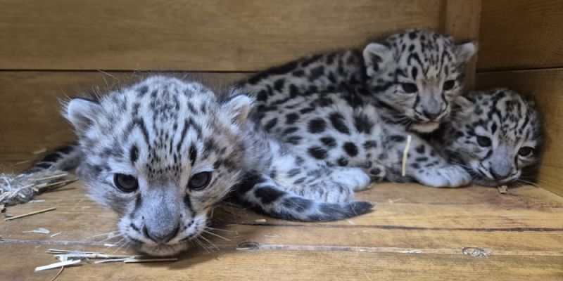 Warszawskie ZOO przywitało na świat trzy irbisy śnieżne