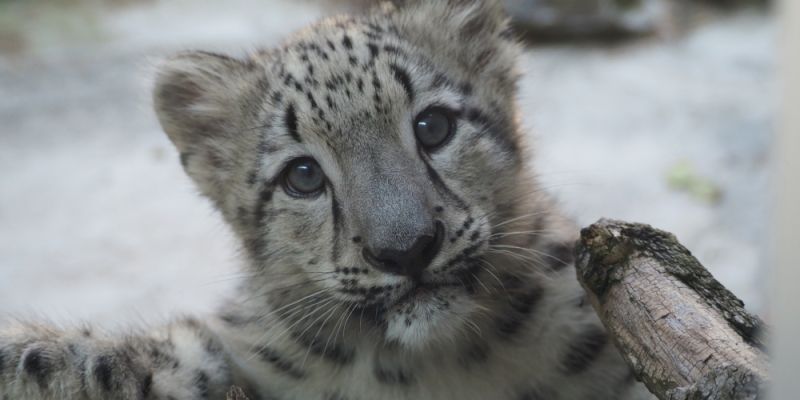 „Wspólnie ratujmy Azję” – misja polskich ogrodów zoologicznych