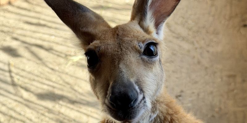 Sukces warszawskiego ogrodu zoologicznego: Samodzielność kangurzycy Stefci dzięki opiece zastępczej