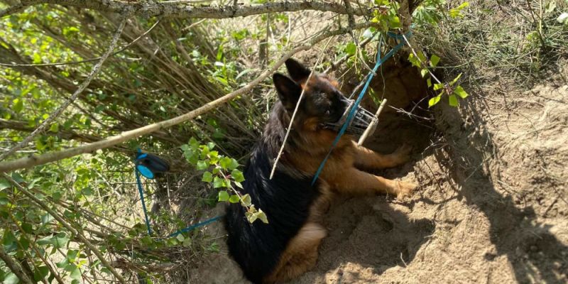 Policjanci z Józefowa  dostali informację o psie  przywiązanym do drzewa bez dostępu do wody i pożywienia.