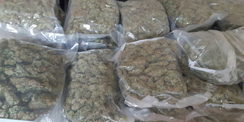 "Złota Marihuana" - Policjanci  zabezpieczyli prawie 30 kg.