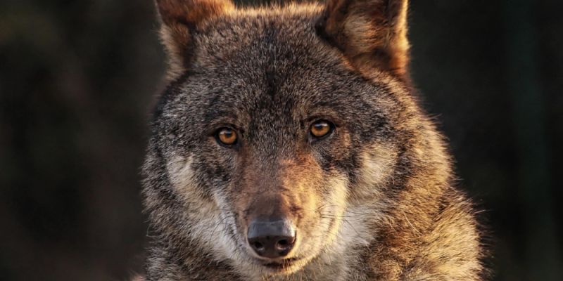 Giną pod kołami samochodów. Kolejny przypadek potrącenia wilka w rejonie Kampinoskiego Parku Narodowego