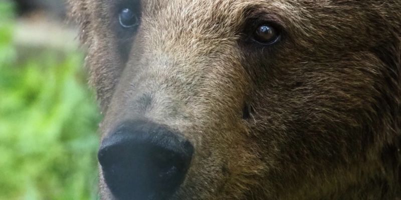 Warszawskie ZOO żegna niedźwiedzicę Sabinę