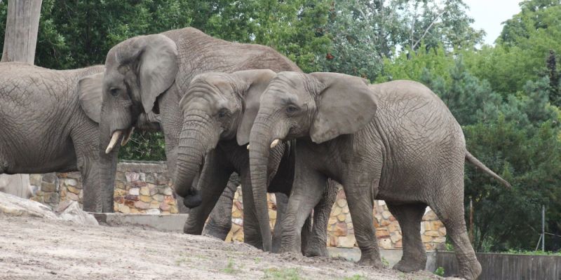 Warszawskie ZOO zaprasza na obchody Światowego Dnia Słonia