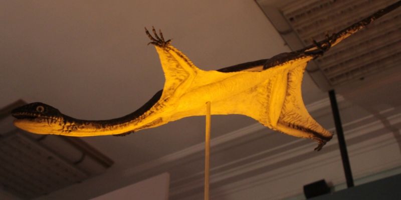 Ozimek Volans w Muzeum Ewolucji- jedyny taki na świecie