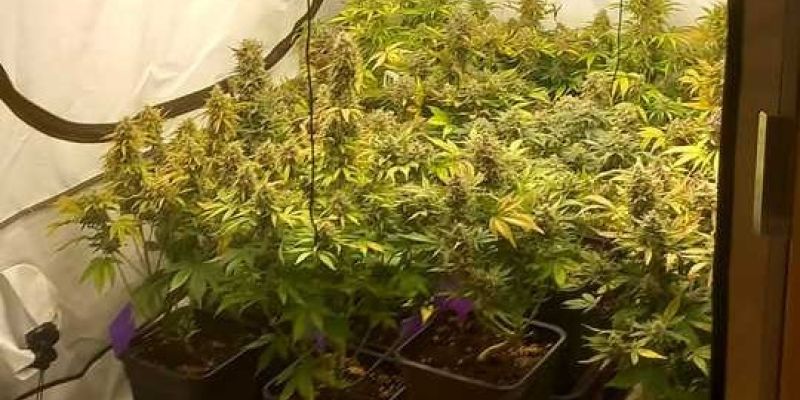 Policja zlikwidowała domową plantację marihuany na Bielanach
