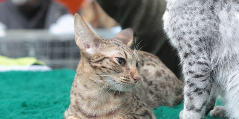 Międzynarodowa wystawa kotów na Ursynowie
