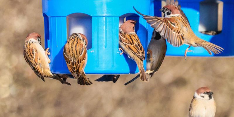 Jak pomagać ptakom podczas mrozów?