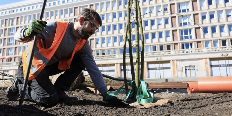Plac Powstańców Warszawy zazieleni się jeszcze w tym roku. Ruszyło sadzenie drzew