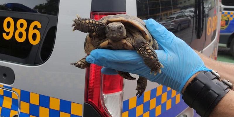 Kto zgubił  żółwia  hodowlanego z gatunku stepowych?
