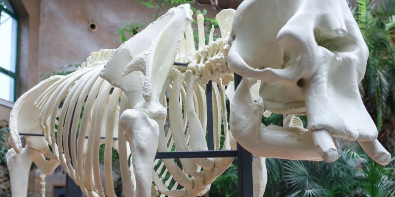 Warszawskie ZOO odsłania szkielet słonicy Erny