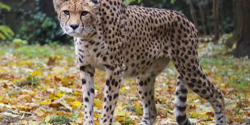 Gepardzicia Wilma opuści wkrótce warszawskie ZOO