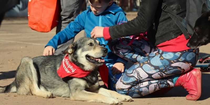Finał akcji „Adoptuj Warszawiaka” – pomóż bezdomnym zwierzakom znaleźć dom