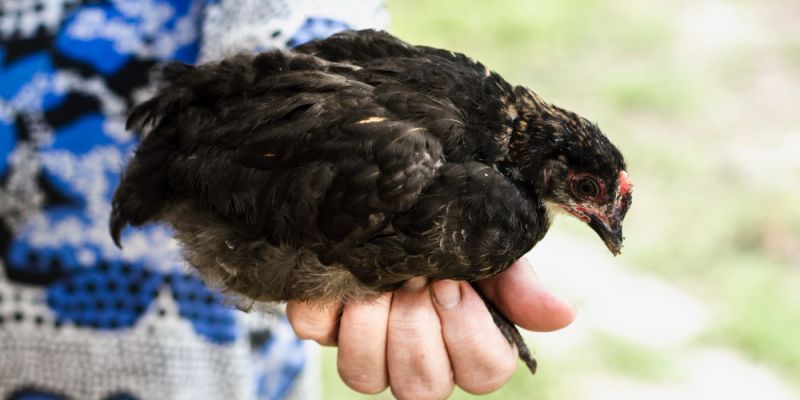 Ptasia grypa na Mazowszu. Potwierdzono ogniska w pięciu powiatach