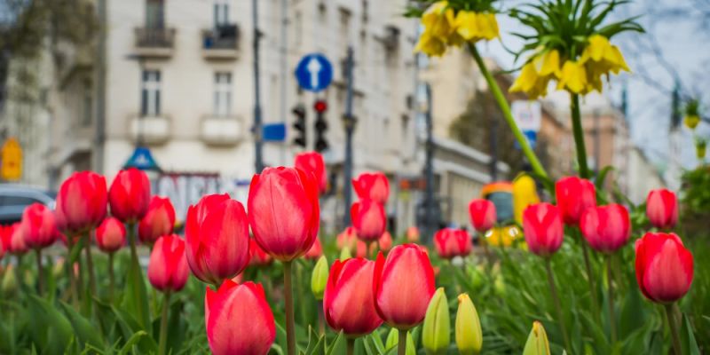 Wiosenna metamorfoza stolicy: Miliony kwiatów ozdabiają warszawskie ulice i parki