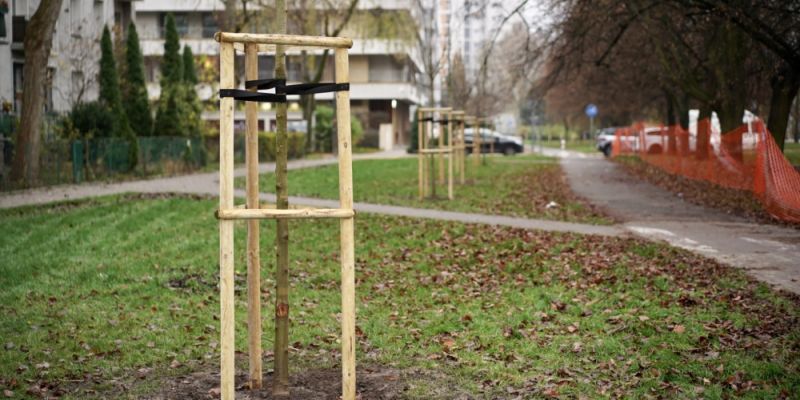 Przebudowa ciągu ulic na Bielanach - Sadzenie drzew i prace brukarskie.