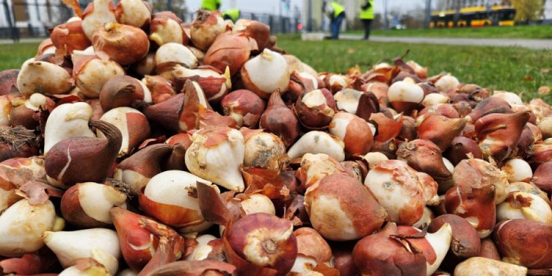 Tysiące tulipanów zakwitną wiosną na pętlach