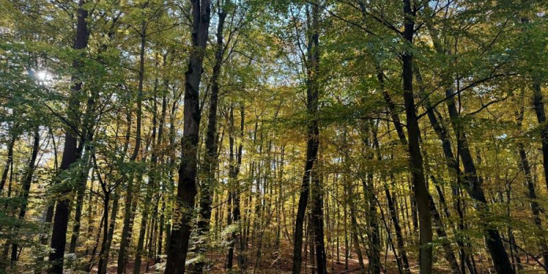 Pierwszy dzień Wielkanocy – po zdrowie… do lasu. Gdzie w Warszawie i okolicach warto się wybrać ?