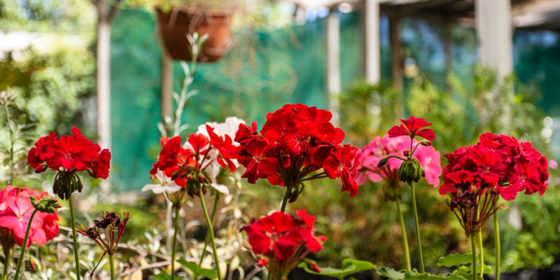 Pelargonie za baterie – ekologiczna akcja podczas Święta Rembertowa