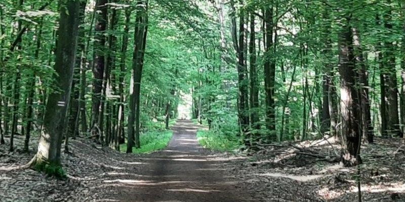 Polana w Lesie Kabackim pod większym nadzorem. Miasto chce uporządkować zasady grillowania