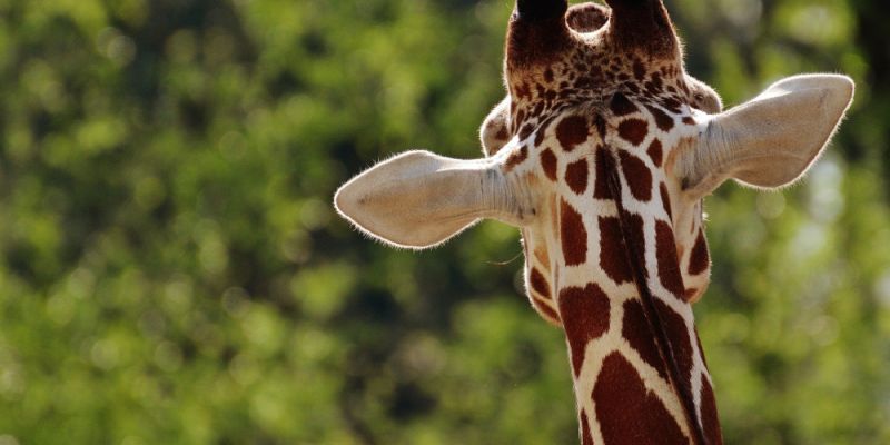 Które zwierzę zostanie Zwierzakiem Roku Warszawskiego ZOO?