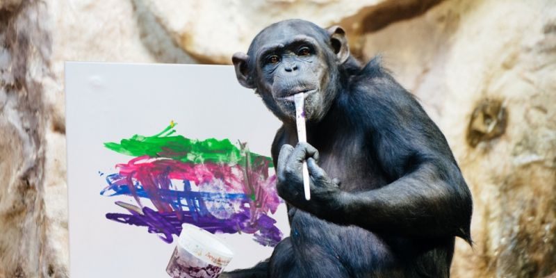 Szympansica Lucy gra z WOŚP