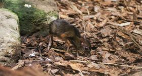 Nowy mieszkaniec Warszawskiego ZOO - na świat przyszedł kanczyl jawajski