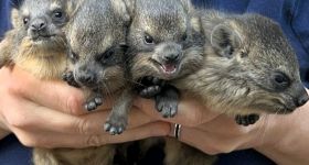 Sześć młodych góralek skalnych przyszło na świat w Warszawskim ZOO