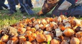 Warszawskie pętle zmieniają się w zielone enklawy. 30 tys. tulipanów, nowe drzewa i krzewy już posadzone