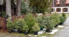 Koniec okresu świątecznego. Sprawdź, jak legalnie i ekologicznie pozbyć się choinki