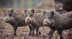 Ostrzeżenie dla kierowców - jesienna migracja zwierząt zwiększa ryzyko kolizji