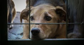 Właściciel schroniska Happy Dog w Sobolewie  z wyrokiem